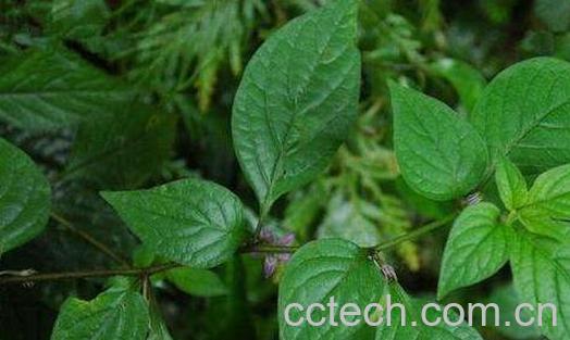 天葵草和天葵子的区别 天葵草的功效-0