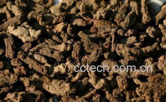 千年老鼠屎的功效与作用 千年老鼠屎的禁忌-0