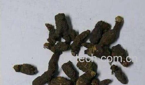 千年老鼠屎的功效与作用 千年老鼠屎的禁忌-1