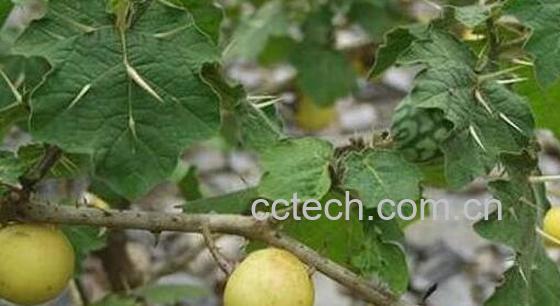 刺天茄怎么吃 刺天茄的食用方法-0