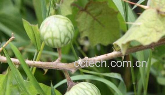 刺天茄怎么吃 刺天茄的食用方法-1