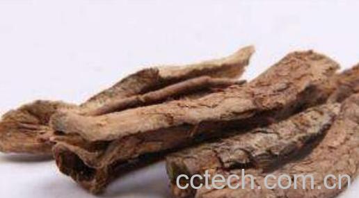 南五加皮的功效和作用-0