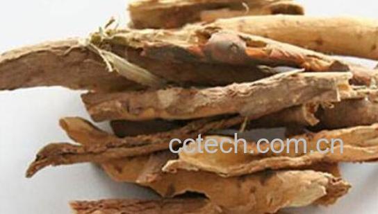 南五加皮的功效和作用-1