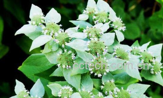 野薄荷与臭薄荷的区别 -1