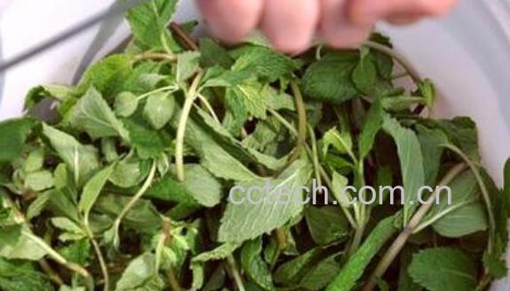 野薄荷与臭薄荷的区别 -0