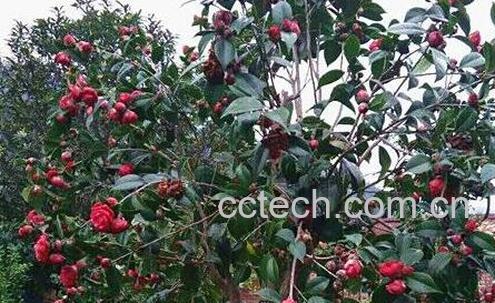 腾冲红花油茶的功效与作用-0