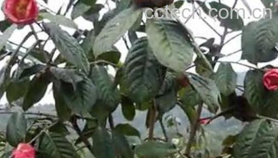 腾冲红花油茶的功效与作用-1