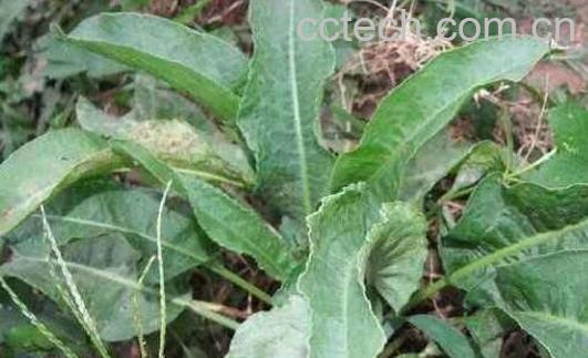 野大黄的功效与作用-0