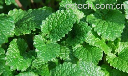 山薄荷和薄荷的区别-1