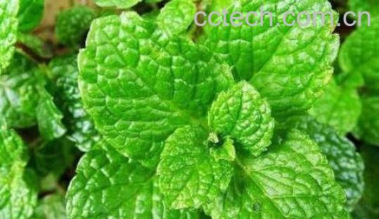 山薄荷和薄荷的区别-0