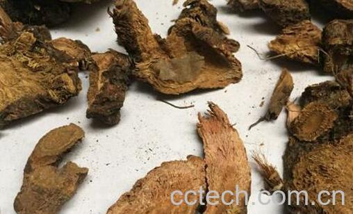 大黄和土大黄的鉴别方法-1