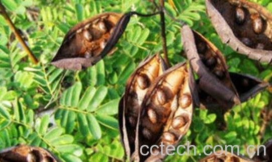 大皂角和小皂角的区别 皂角的功效-0