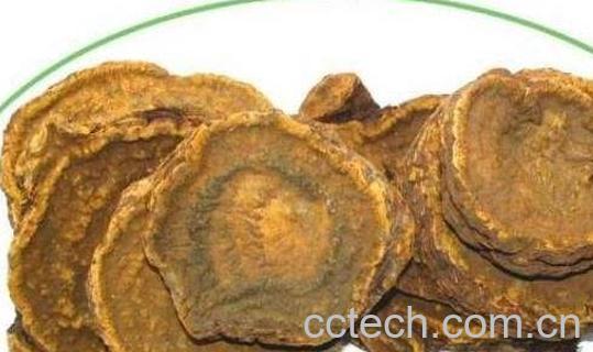 大黄根的功效与作用-1