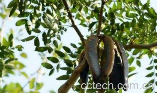 大皂角和小皂角的区别 皂角的功效-1