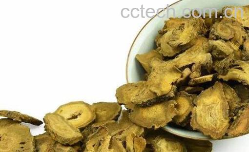 大黄根的功效与作用-0