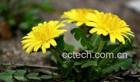 谷谷丁的功效与作用及禁忌-1