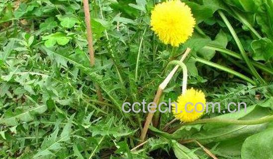 谷谷丁的功效与作用及禁忌-0