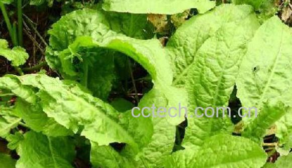 大黄叶的功效与作用-0