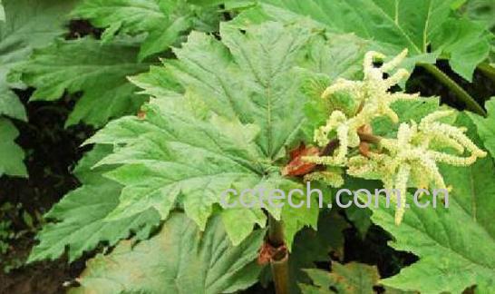 大黄叶的功效与作用-1