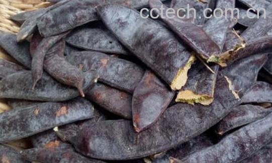 皂角素的作用与功效-1