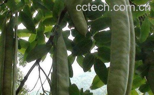 大皂角怎么吃 大皂角怎么用-0