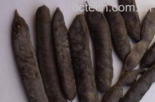 大皂角怎么吃 大皂角怎么用-1