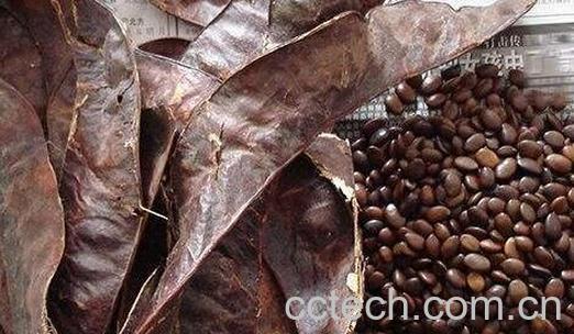 大皂角外用的功效与作用-1