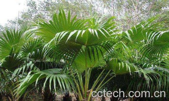 葵扇子的功效与作用 葵扇子的副作用和禁忌-1