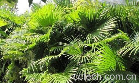 葵扇子的功效与作用 葵扇子的副作用和禁忌-0