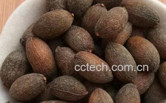 葵树子的功效与作用 葵树子的副作用-0