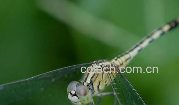 绿蜻蜓的功效与作用-0