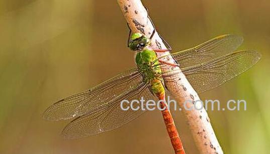 绿蜻蜓的功效与作用-1