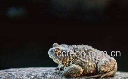 癞蛤蟆皮的功效与作用-0