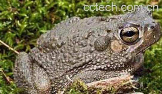 癞蛤蟆皮的功效与作用-1