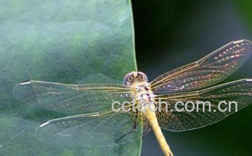 蜻蜓的功效与作用及禁忌-0