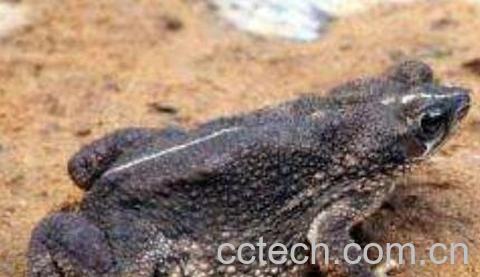 干蟾皮的功效与作用-0