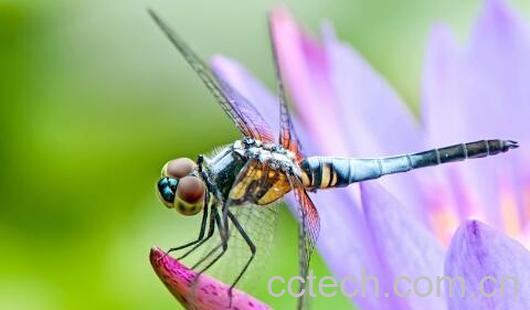 蜻蜓的功效与作用及禁忌-1