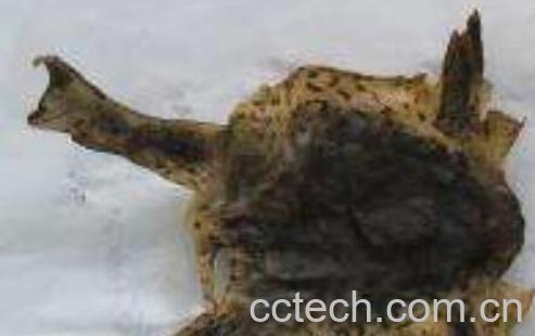 干蟾皮的功效与作用-1