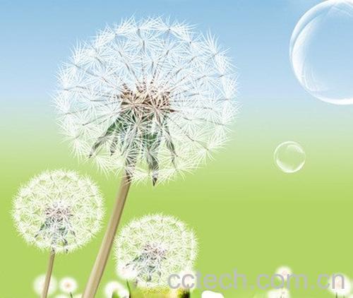 蒲公英-1