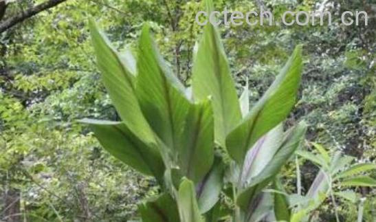 广郁金与郁金的区别 郁金的功效-1