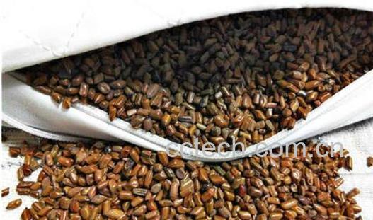 决明子枕头不适宜人群 决明子枕头对女性的危害-0