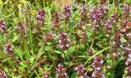 山苦草的功效与作用-0