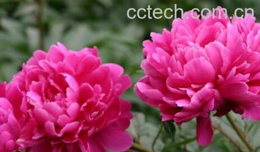 芍药花籽有什么药用价值-1