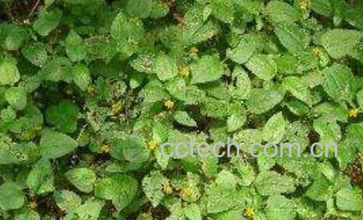 山苦草的功效与作用-1