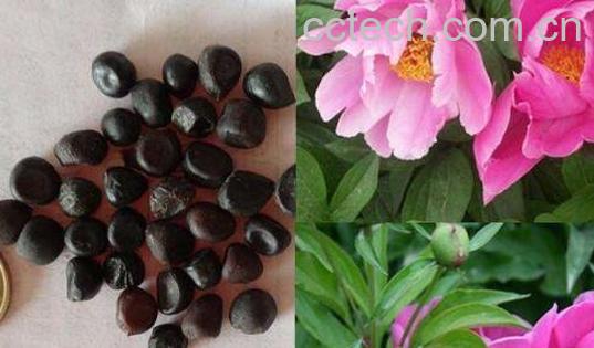 芍药花籽有什么药用价值-0