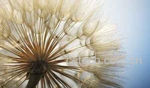 蒲公英-1