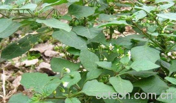 龙葵草的功效与作用及药用价值-0