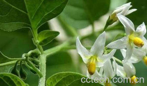 龙葵草的功效与作用及药用价值-1