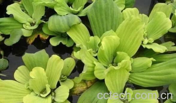 大i的功效与作用 大i的食用禁忌-0