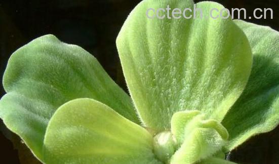 大i的功效与作用 大i的食用禁忌-1